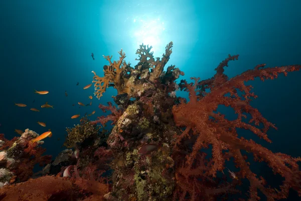 La barriera corallina tropicale nel Mar Rosso. — Foto Stock