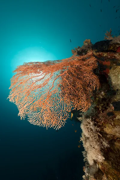 Meeresfächer im Roten Meer. — Stockfoto