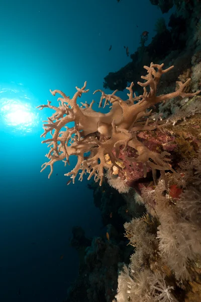 Fingerlederkoralle im Roten Meer. — Stockfoto