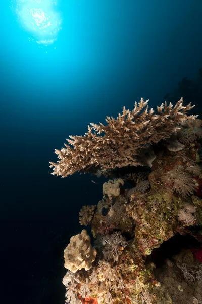 红海的热带珊瑚礁. — 图库照片