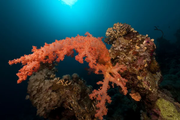 Cnidarian v Rudém moři. — Stock fotografie
