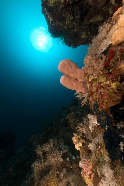 大管海绵在红海. — 图库照片