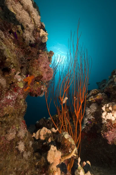 Rode cluster zweep en tropische rif. — Stockfoto