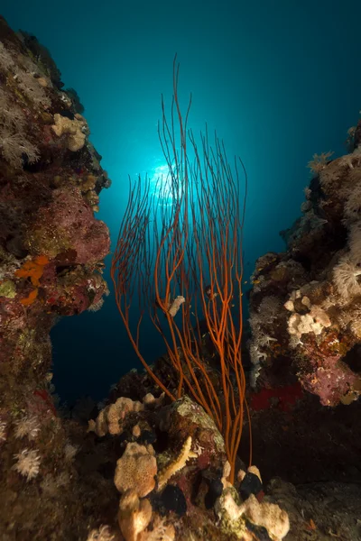 Rote Traubenpeitsche und tropisches Riff. — Stockfoto