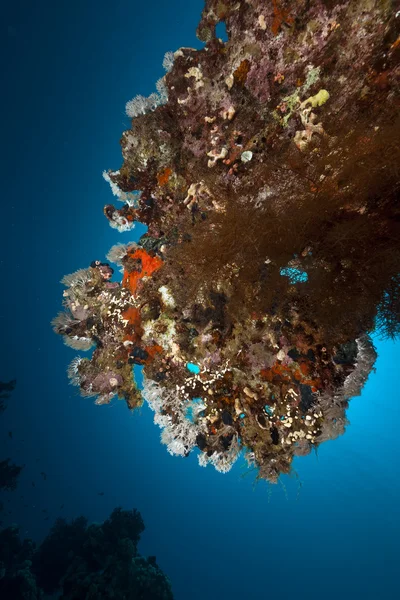 Corail de table dans la mer Rouge. — Photo