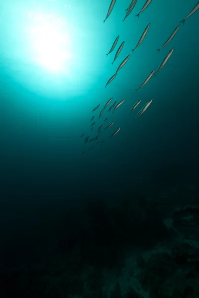 Океан и рыба в Красном море . — стоковое фото