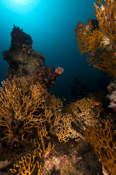 Огненные кораллы в Красном море . — стоковое фото