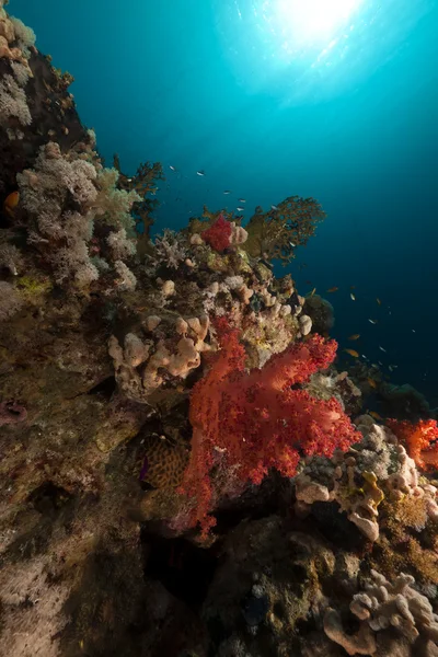 Тропічний риф у Червоному морі. — стокове фото