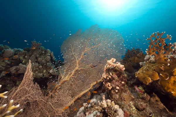 Havsfläkt i Röda havet. — Stockfoto