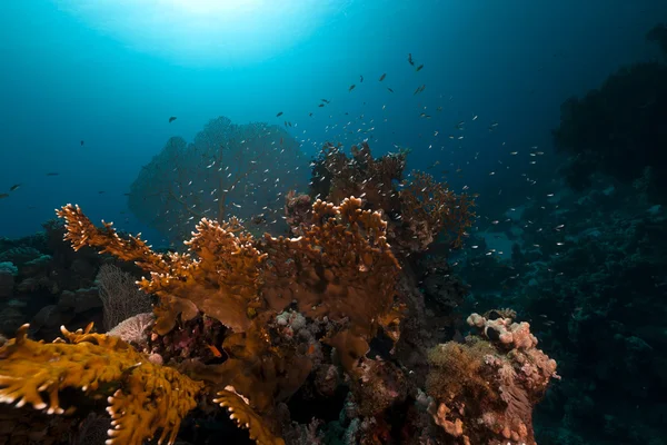 Eld koraller i Röda havet. — Stockfoto