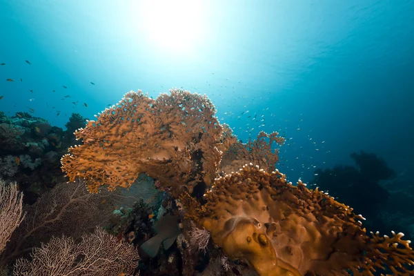 Brand koraal in de rode zee. — Stockfoto