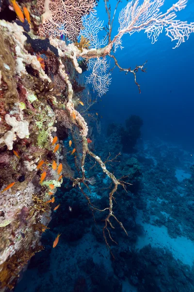 Тропический риф в Красном море . — стоковое фото