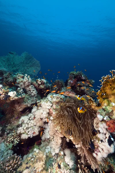 Prachtanemone und Anemone im Roten Meer. — Stockfoto
