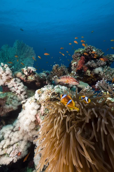 Prachtige anemone en anemone in de rode zee. — Stockfoto