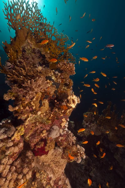 Récif tropical et poissons dans la mer Rouge. — Photo