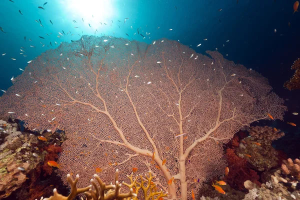 Sea fan and fish in the Red Sea. — Stock Photo, Image