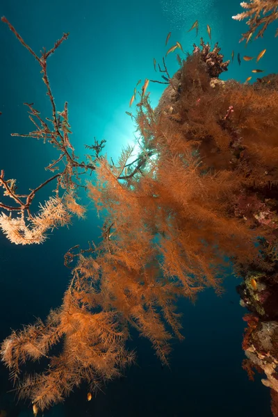 Branching black coral in the Red Sea. — Stock Photo, Image
