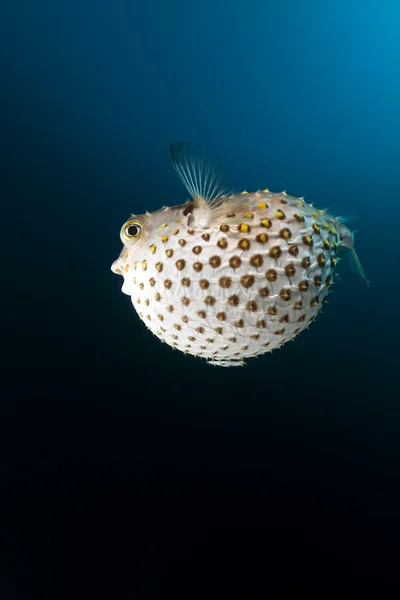 Burrfish amarelado no Mar Vermelho . — Fotografia de Stock