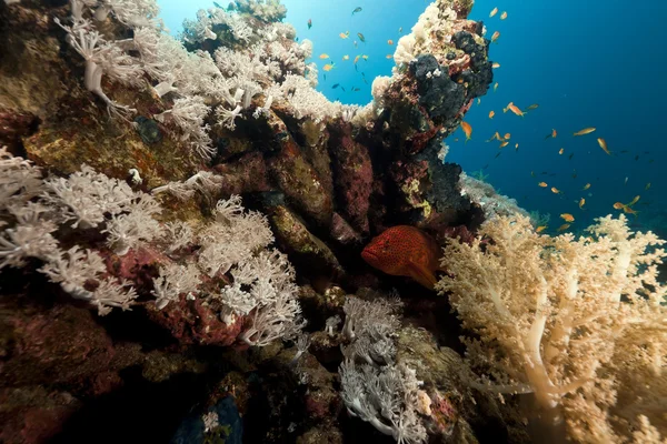 Kızıl Deniz 'de tropikal resif ve balık. — Stok fotoğraf