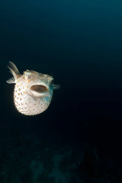 Yellowspotted burrfish in the Red Sea. — Stock Photo, Image