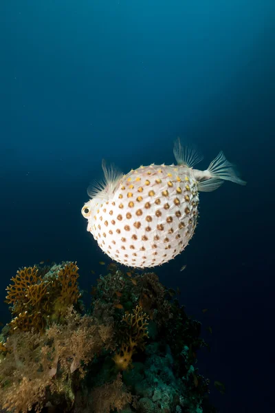 红海中的黄斑梭鱼. — 图库照片