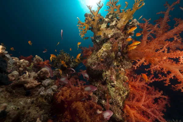 แนวปะการังเขตร้อนและปลาในทะเลแดง . — ภาพถ่ายสต็อก