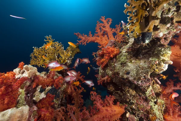 홍 해의 열 대 보초와 물고기. — 스톡 사진