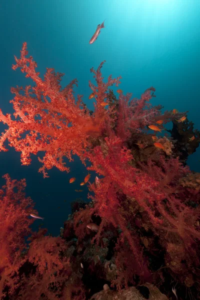 红海的热带珊瑚礁和鱼类. — 图库照片