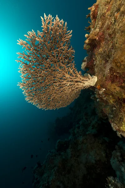Stolní korály v Rudém moři. — Stock fotografie