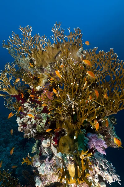 Fire coral and anthias in the Red Sea. — Stock Photo, Image