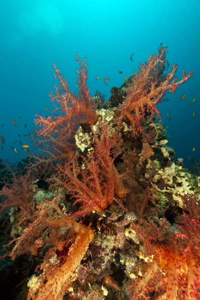 紅海の熱帯サンゴ礁と魚. — ストック写真