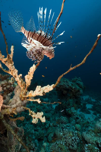 Lionfish in the Red Sea. — Stock Photo, Image
