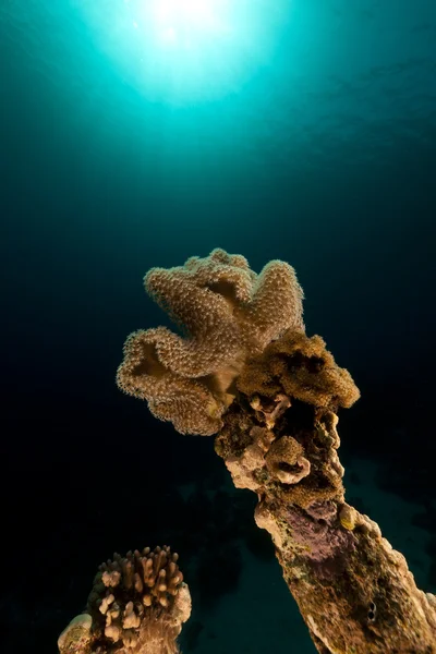 Slijmerig lederen koraal in de Rode Zee. — Stockfoto