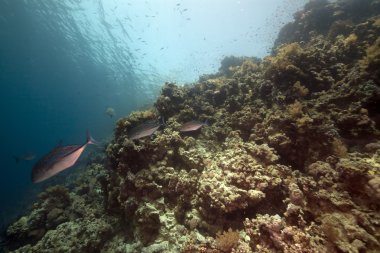 red Sea trevally ve tropik resif.