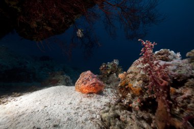 red Sea devamını scorpiofish.