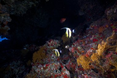 bannerfish ve kırmızı deniz mercan.