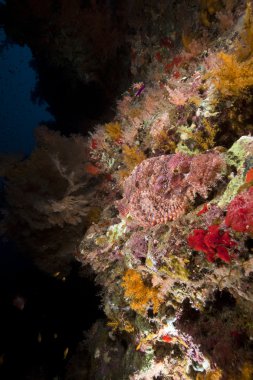 red Sea devamını scorpiofish.