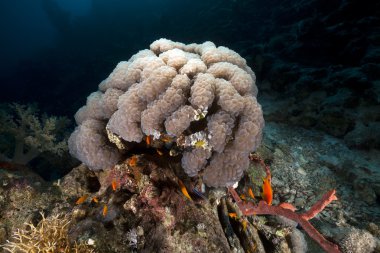 Bubble coral in the Red Sea. clipart