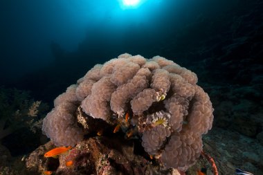 kabarcık coral red Sea.