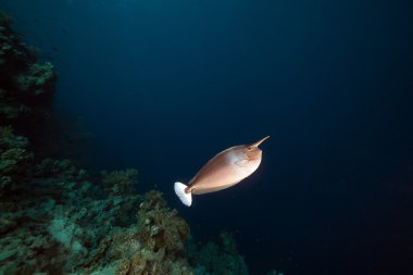 Kızıl Deniz içinde benekli unicornfish (naso brevirostris).