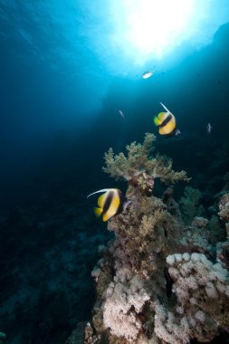 bannerfish, mercan ve Kızıldeniz güneşte.