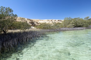 Mangrove in the national park of Ras Mohammed clipart