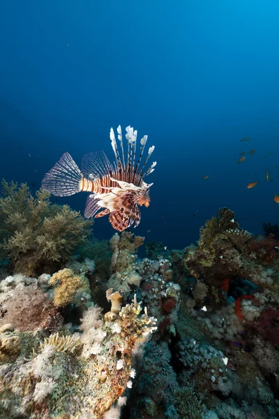 Lionfish e recife de coral no Mar Vermelho . — Fotografia de Stock