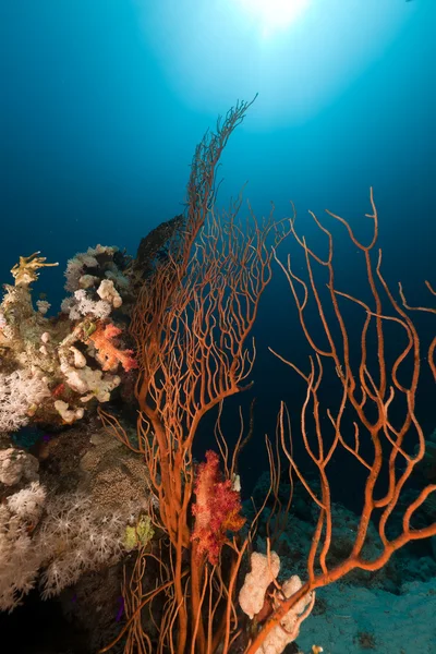 Красная плетка и океан — стоковое фото