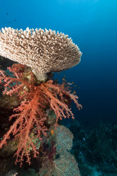 红海中的珊瑚礁. — 图库照片