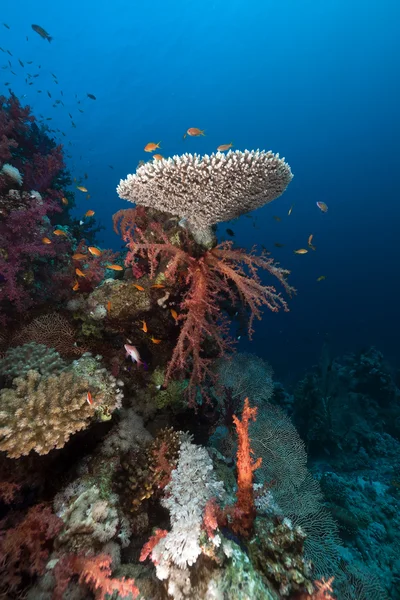 Koralliriutta punaisessa meressä. — kuvapankkivalokuva