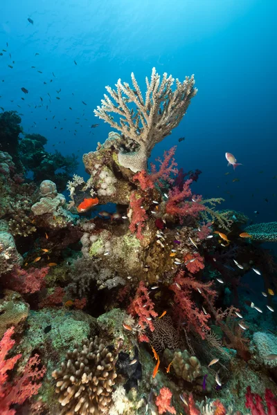 Arrecife de coral en el mar rojo. — Foto de Stock
