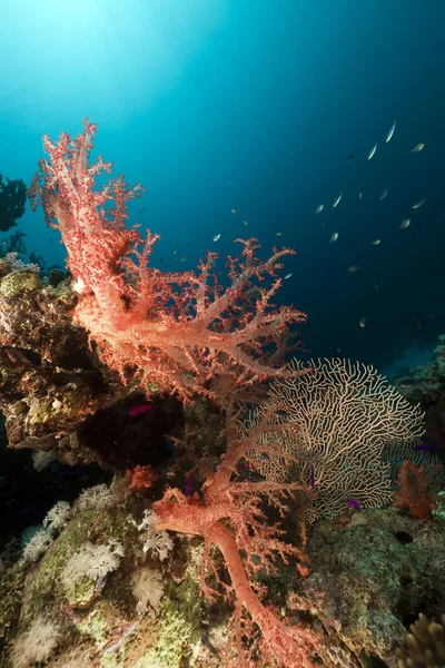 Korallrev i Röda havet. — Stockfoto