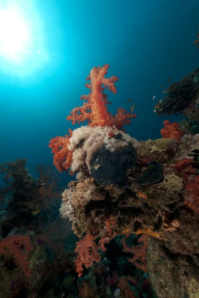 红海中的珊瑚礁. — 图库照片