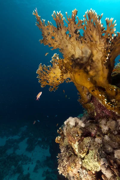 Eld koraller i Röda havet. — Stockfoto